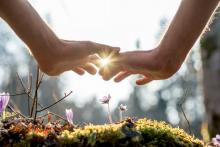 Hands sheltering flowers