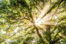 Sun shining through the canopy of a tree